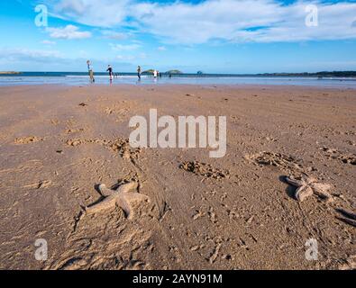 Yellowcraig Beach, East Lothian, Schottland, Großbritannien. Februar 2020. Wetter in Großbritannien: Sturm Dennis wäscht eine Menge Seesterne auf den Strand, während die Flut an der Küste Firth of Forth zurücktritt Stockfoto