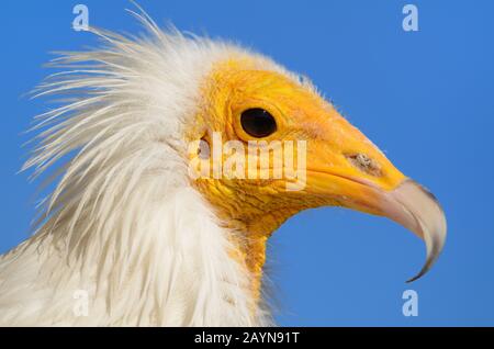 Portrait & Yellow Face of Egyptian Vulture, Neophron Perznopterus, alias White Scavenger Vulture oder Pharaoh's Chicken Stockfoto