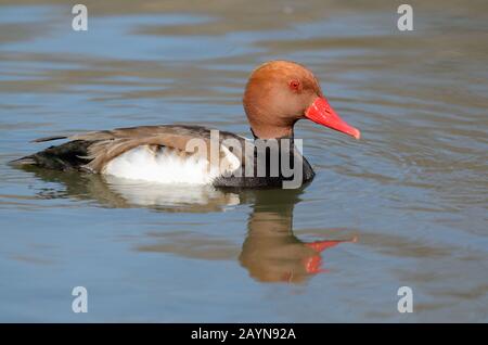 Männlich Red-Crested-Obstgarten, Netta rufina, Diving Duck, am Vaccarès Lake Camargue Provence Frankreich Stockfoto
