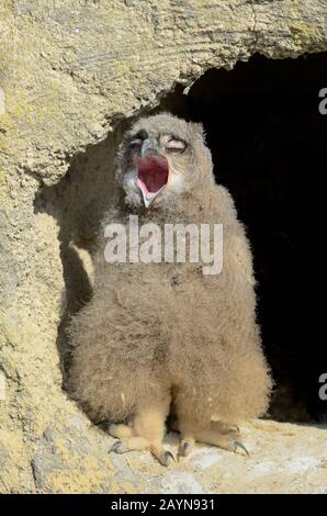 Eagle Owl, Bubo bubo, aka Eurasian Eagle Owl oder European Eagle Owl Chick, Jung oder Jung Gähnend oder Als Camargue France Stockfoto