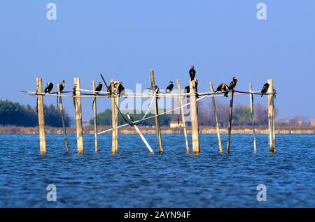 Große Kormorane, Phalacrocorax carbo, alias Great Black Cormorants, Black Shag oder Large Cormorant Thronen auf Holzpolen Camargue Provence Frankreich Stockfoto