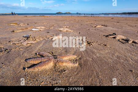 Yellowcraig Beach, East Lothian, Schottland, Großbritannien. Februar 2020. Wetter in Großbritannien: Sturm Dennis wäscht eine Menge Seesterne auf den Strand, während die Flut an der Küste Firth of Forth zurücktritt Stockfoto