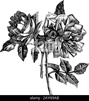 Antike Vintage-Line-Kunstillustration, Gravur oder Handzeichnung schöner Rosenblüten. Stock Vektor