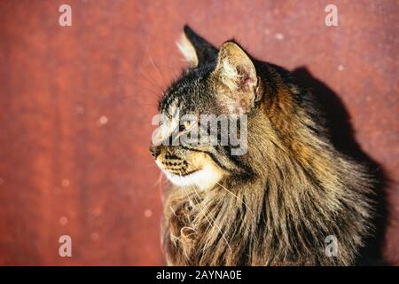 Hübsche, gefügig langhaarige Tabby-Katze im Profil Stockfoto