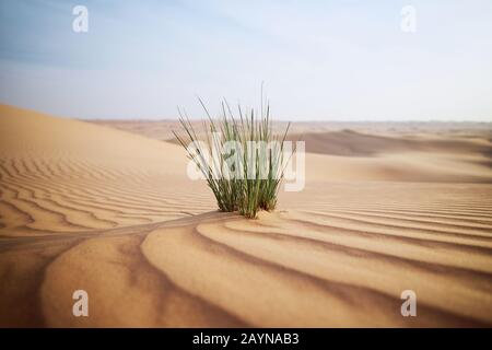 Gras in Sanddüne gegen Wüstenlandschaft. Abu Dhabi, Vereinigte Arabische Emirate Stockfoto