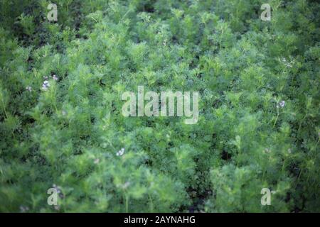 Die grünen Koriander Naturfelder Stockfoto