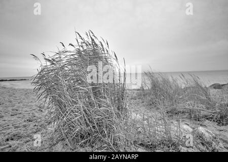 Ostsee mit goldgelbem Strand-Hafer im Sonnenlicht, Winter an der Ostsee und Gräser am Strand Stockfoto