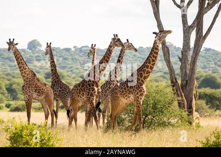 Gruppe von sechs masai-giraffen (Giraffa c. Tippelskirchi), die auf gelbem Gras neben einem Baum und Sträuchern in der Savanne des Tarangire National Park stehen. Stockfoto