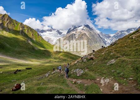 Wanderer und Kühe auf der Tour machen Mont-Blanc-Wanderung in den italienischen Alpen mit einem Gletscher und Bergen im Hintergrund Stockfoto