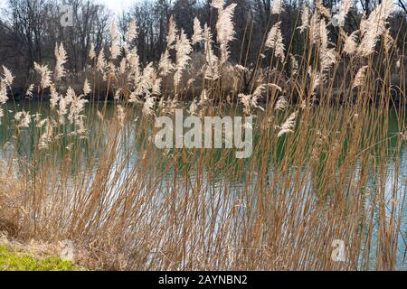 Schilf im Sonnenlicht am Flussufer von Aare Brugg im frühen Frühling, Schweiz Kanton Aargau. Stockfoto