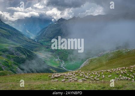 Auf der Tour Du Mont-Blanc-Wanderung weideten die Schafe am Hang mit einem atemberaubenden Blick auf ein Tal, das von Bergen in den französischen Alpen umgeben ist Stockfoto