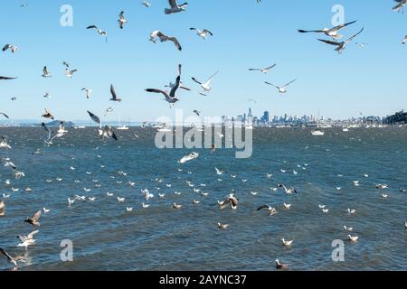 Eine Menge Möwen fliegt in Strawberry, CA, mit San Francisco im Hintergrund. Stockfoto