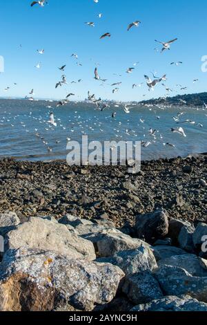 Eine Menge Möwen fliegt in Strawberry, CA, mit San Francisco im Hintergrund. Stockfoto