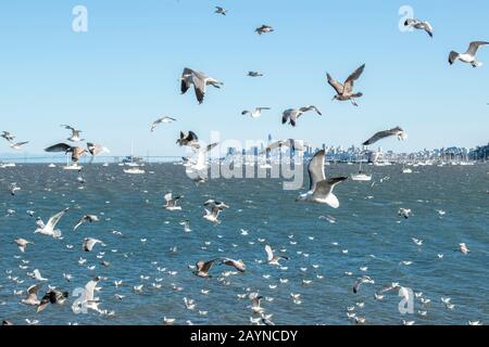 Eine Menge Möwen fliegt in Strawberry, CA, mit San Francisco im Hintergrund. Stockfoto