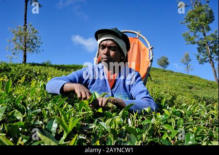 Sri Lanka, Nuwara Eliya, Teeplantage, Tamil-Frau, die Teeblätter pflückt Stockfoto