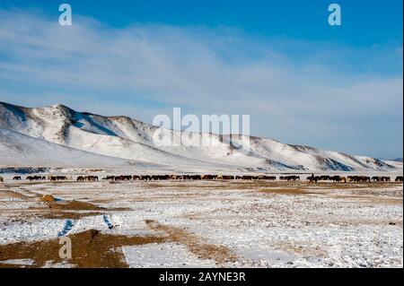 Herder verlagern eine Pferdeherde auf eine Winterweide in der Nähe von Ulaanbaatar, der Mongolei. Stockfoto