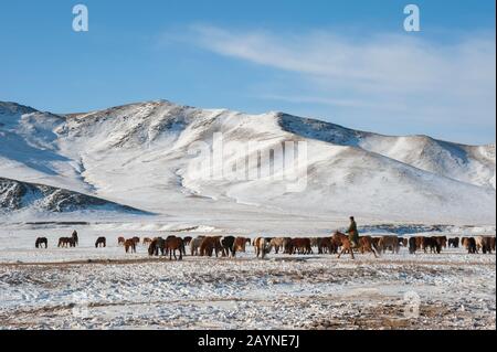 Herder verlagern eine Pferdeherde auf eine Winterweide in der Nähe von Ulaanbaatar, der Mongolei. Stockfoto