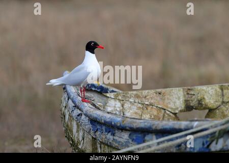 Ein atemberaubendes, vollzuchtendes Gefiederchen adulter Mediterranean Gull (Ichthyaetus melanocephalus) thront im Frühjahr an der Nordküste von Norfolk, Großbritannien Stockfoto