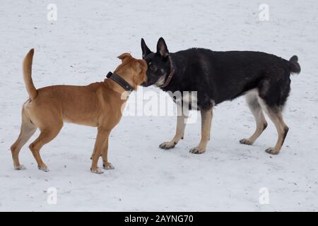 Im Winterpark spielen American Pit Bulle Terrier Welpe und East european Shepherd. Haustiere. Reinrassige Hunde. Stockfoto