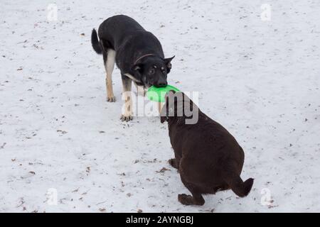 Im Winterpark spielen osteuropäische Hirten und Labrador Retriever mit ihrem Spielzeug. Haustiere. Reinrassige Hunde. Stockfoto