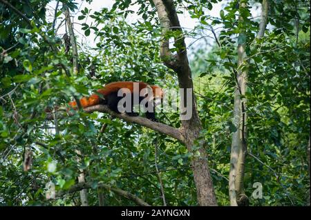 Ein roter Panda (Ailurus fulgens) in einem Baum im Chengdu Panda Breeding Centre in Chengdu, Provinz Sichuan in China. Stockfoto