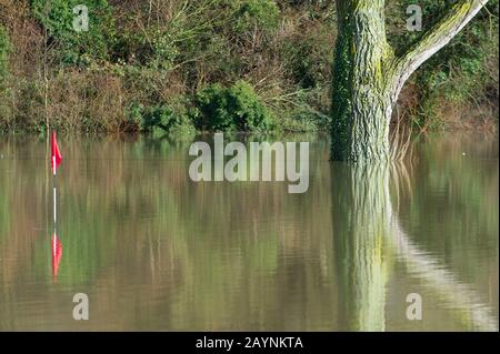 Flooding, Datchet Golf Club, Berkshire, Großbritannien. Februar 2014. Die Themse platzt nach starken Regenfällen und überschwemmt Teile von Datchet Village. Schwäne schwimmen und füttern auf dem überschwemmten Golfplatz. Kredit: Maureen McLean/Alamy Stockfoto