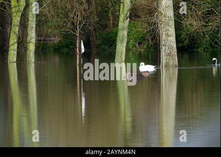 Flooding, Datchet Golf Club, Berkshire, Großbritannien. Februar 2014. Die Themse platzt nach starken Regenfällen und überschwemmt Teile von Datchet Village. Schwäne schwimmen und füttern auf dem überschwemmten Golfplatz. Kredit: Maureen McLean/Alamy Stockfoto