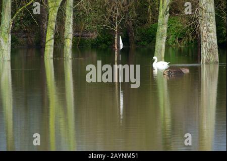 Flooding, Datchet Golf Club, Berkshire, Großbritannien. Februar 2014. Die Themse platzt nach starken Regenfällen und überschwemmt Teile von Datchet Village. Schwäne schwimmen und füttern auf dem überschwemmten Golfplatz. Kredit: Maureen McLean/Alamy Stockfoto