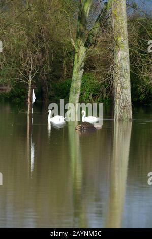 Flooding, Datchet Golf Club, Berkshire, Großbritannien. Februar 2014. Die Themse platzt nach starken Regenfällen und überschwemmt Teile von Datchet Village. Schwäne schwimmen und füttern auf dem überschwemmten Golfplatz. Kredit: Maureen McLean/Alamy Stockfoto