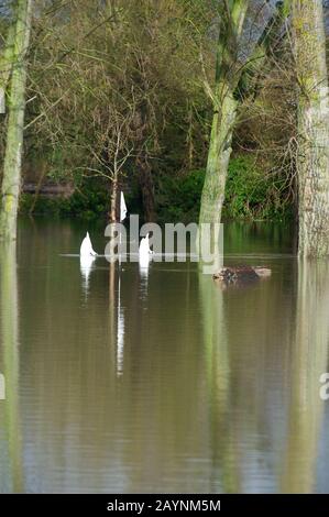 Flooding, Datchet Golf Club, Berkshire, Großbritannien. Februar 2014. Die Themse platzt nach starken Regenfällen und überschwemmt Teile von Datchet Village. Schwäne schwimmen und füttern auf dem überschwemmten Golfplatz. Kredit: Maureen McLean/Alamy Stockfoto