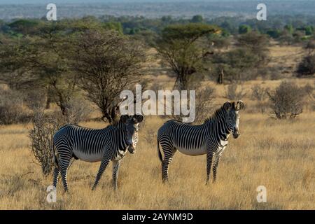 Gefährdete Grevys Zebras (Equus grevyi) im Samburu National Reserve in Kenia. Stockfoto