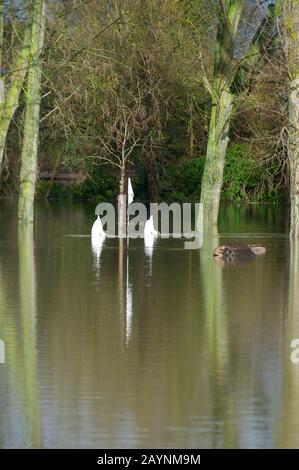 Flooding, Datchet Golf Club, Berkshire, Großbritannien. Februar 2014. Die Themse platzt nach starken Regenfällen und überschwemmt Teile von Datchet Village. Schwäne schwimmen und füttern auf dem überschwemmten Golfplatz. Kredit: Maureen McLean/Alamy Stockfoto