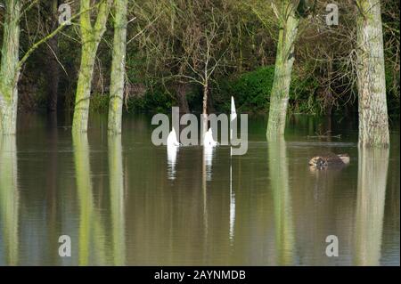 Flooding, Datchet Golf Club, Berkshire, Großbritannien. Februar 2014. Die Themse platzt nach starken Regenfällen und überschwemmt Teile von Datchet Village. Schwäne schwimmen und füttern auf dem überschwemmten Golfplatz. Kredit: Maureen McLean/Alamy Stockfoto