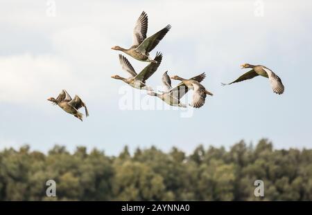 Die letzte Gans hat den anderen Graugänsen etwas genannt - vielleicht ein Richtungswechsel? Stockfoto