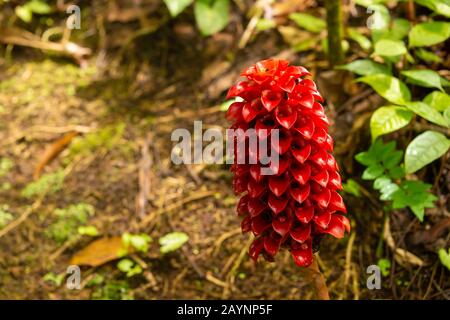 Rote Blume von Tapeinochilos anananassae Stockfoto