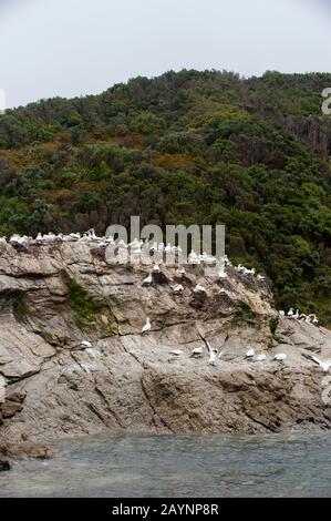 Blick auf eine austalasische Gannett-(Morus serrator-)Kolonie, auch bekannt als Australisches Gannett und Takapu, auf einer kleinen Insel in den Marlborough Sounds of the Stockfoto