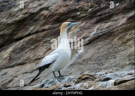 Ein australasiatischer Gannet (Morus serrator), auch australischer Gannet und Takapu genannt, thront auf einer kleinen Insel in den Marlborough Sounds des Sou Stockfoto