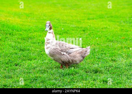 Eine große graue, flauschige Ente, steht im Frühling, Sommer auf einem grünen Rasen. Geflügel auf einem Bauernhof. Wasservögel, drake, Essen, Jagd Stockfoto