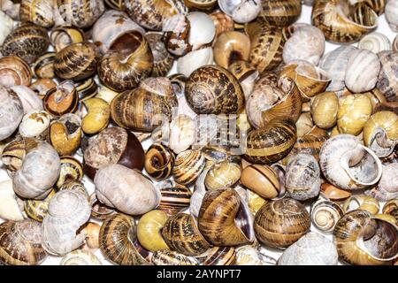 Sammlung Leerer Schneckenschalen auf weißem Hintergrund Stockfoto