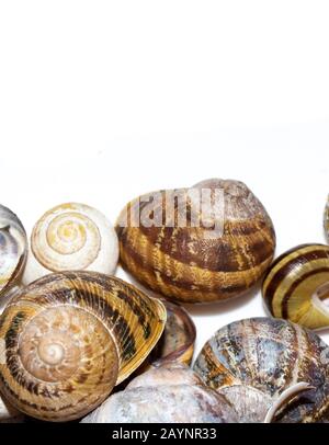 Sammlung Leerer Schneckenschalen auf weißem Hintergrund Stockfoto