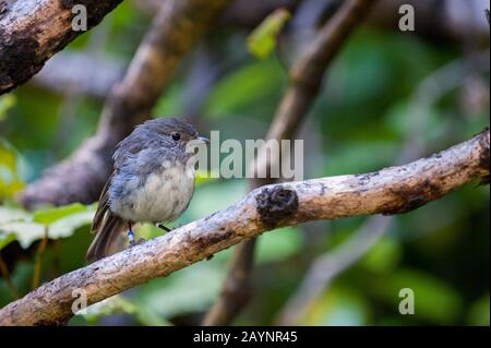 Ein South Island Robin (Petroica australis), ein nur in Neuseeland gefundener Sparrenvogel, auf Motuara Island in den Marlborough Sounds of the South Is Stockfoto