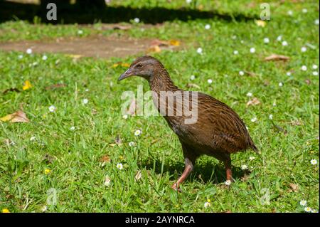 Ein weka (auch Maori Henne oder Holzhen genannt) (Gallirallus australis) ist eine flugunfähige Vogelart der Familie Schiene, hier am historischen Meretoto (Sh Stockfoto