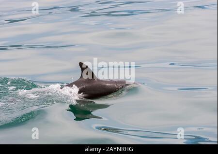 Ein Duschy-Delfin (Lagenorhynchus obscurus) schwimmt vor der Küste von Kaikoura auf der Südinsel in Neuseeland. Stockfoto