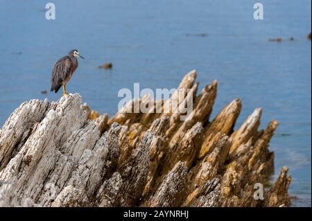 Ein Weissreiher (Egretta novaehollandiae) liegt auf Felsen in Kaikoura auf der Südinsel in Neuseeland. Stockfoto