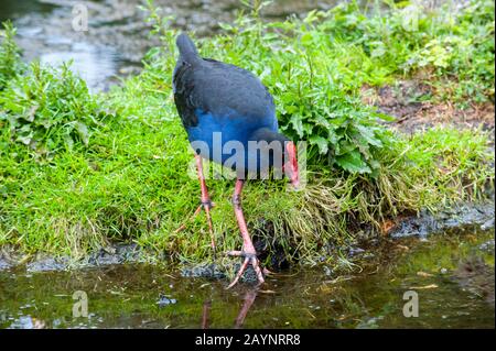 Ein Pukeko (Porphyrio melanotus) im Willowbank Wildlife Reserve bei Christchurch auf der Südinsel in Neuseeland. Stockfoto