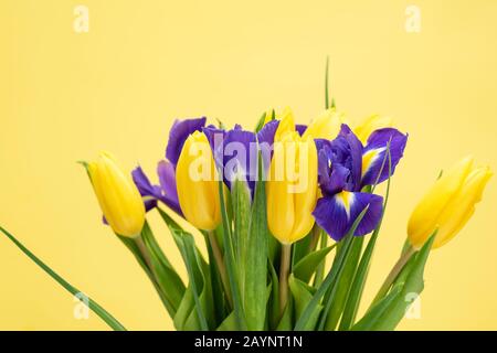 Gelbe Tulpen Mit Iris Bouquet. Konzept Des Muttertags, 8. März, Frauentag. Geschenk-Blumenstrauß Mit Frühlingsblumen Stockfoto