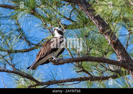 Osprey (Pandion haliaetus) thront in einer Florida Scrub Pine. Stockfoto