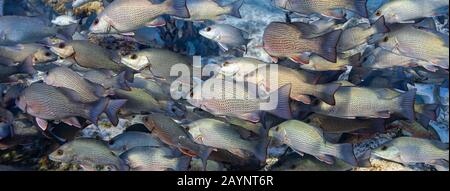 Hunderte von Mangrove Snapper (Lutjanus griseus) versammeln sich am Eingang zu den unterirdischen Quellen, um an einem kalten Wintertag in Florida warm zu bleiben. Zugeschnitten als Stockfoto