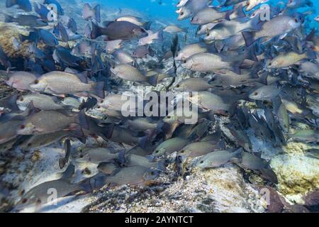 Hunderte von Mangrove Snapper (Lutjanus griseus) versammeln sich am Eingang zu den unterirdischen Quellen, um an einem kalten Wintertag in Florida warm zu bleiben. Stockfoto