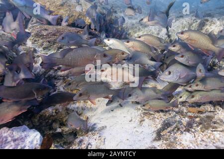 Hunderte von Mangrove Snapper (Lutjanus griseus) versammeln sich am Eingang zu den unterirdischen Quellen, um an einem kalten Wintertag in Florida warm zu bleiben. Stockfoto